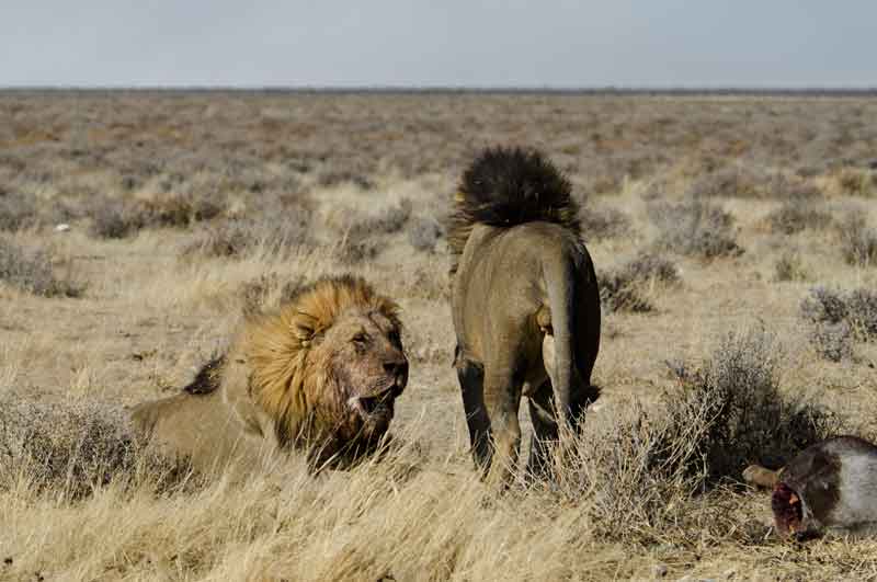 33 - Namibia - leones comiendo - parque nacional de Etosha